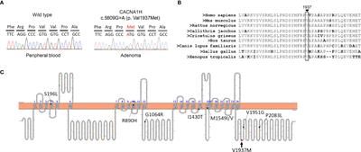 A Novel Somatic Mutation of CACNA1H p.V1937M in Unilateral Primary Hyperaldosteronism